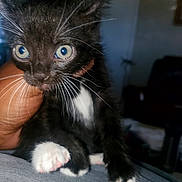 Merlin joined the competition — help win amazing prizes! kitten, cat, black_and_white, blue_eyes, whiskers, paw, hand, pet, closeup, indoor, animal, feline, cute, young, fur, domestic_cat, portrait, mammal, small, holding