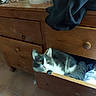 casual, cat, cozy, curious, domestic, dresser, feline, floor_tile, furniture, glasses, grey_and_white_cat, household, indoor, jacket, looking, open_drawer, paper_towel, pet, resting, wooden_drawer