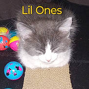 Littleoned joined the competition — help win amazing prizes! animal, ball, cat, closeup, colorful, cute, feline, fluffy, gray, indoor, kitten, pet, playful, resting, scratching_pad, sleeping, small, toy, white, young