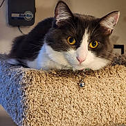 Littleoned is registered to the contest to win money with this photo: cat, feline, pet, indoor, yellow_eyes, gray_fur, white_fur, carpeted_cat_tree, close_up, animal, cute, resting, looking, ears, whiskers, collar, bell, fur, portrait, domestic_cat