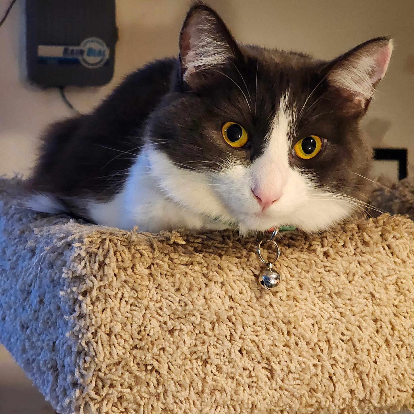 Littleoned is registered to the contest to win money with this photo: cat, feline, pet, indoor, yellow_eyes, gray_fur, white_fur, carpeted_cat_tree, close_up, animal, cute, resting, looking, ears, whiskers, collar, bell, fur, portrait, domestic_cat