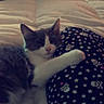 animal, bed, blanket, cat, comfort, companion, cozy, cute, feline, fur, indoor, nightwear, pajamas, pet, relaxed, resting, skull_pattern, sleeping, stars, two_cats