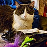 Littleoned is registered to the contest to win money with this photo: animal, bag, blanket, cat, closeup, cozy, curious, cute, domestic, feather, fluffy, fur, furniture, gray_and_white, indoor, laying_down, pet, relaxed, toy, whiskers