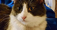 Littleoned joined the competition — help win amazing prizes! animal, blue_fabric, cat, close_up, cozy, curious, cute, domestic_cat, feline, fur, indoor, mammal, pet, portrait, relaxed, resting, soft_fur, tuxedo_cat, whiskers, wide_eyes