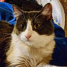 Littleoned joined the competition — help win amazing prizes! animal, blue_fabric, cat, close_up, cozy, curious, cute, domestic_cat, feline, fur, indoor, mammal, pet, portrait, relaxed, resting, soft_fur, tuxedo_cat, whiskers, wide_eyes