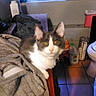 blurry, cat, curious, curtains, domestic, feline, gray_and_white_cat, household_items, indoor, milk_jug, orange_eyes, pet, tile_floor, toilet, toilet_paper, towel, warm_lighting, window, wire_basket, wooden_surface