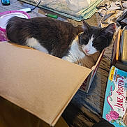 Littleoned is registered to the contest to win money with this photo: cat, cardboard_box, blanket, mouse, plastic_bag, coloring_book, book, bedspread, indoor, relaxed, sleepy, pet, feline, clutter, soft_lighting, resting, cozy, animal, domestic, closeup