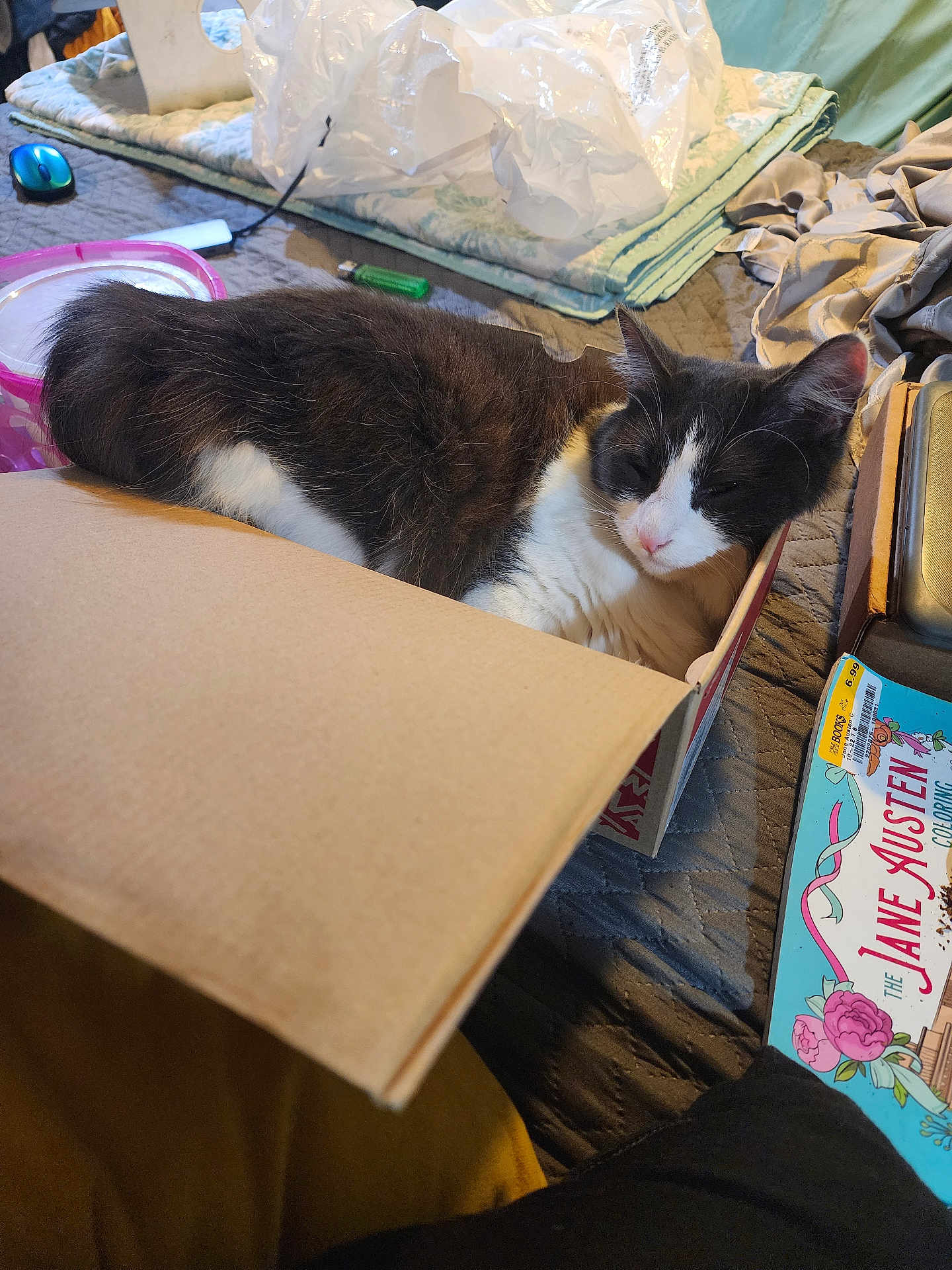 Littleoned is registered to the contest to win money with this photo: cat, cardboard_box, blanket, mouse, plastic_bag, coloring_book, book, bedspread, indoor, relaxed, sleepy, pet, feline, clutter, soft_lighting, resting, cozy, animal, domestic, closeup