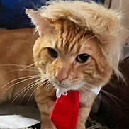 Chedder is registered to the contest to win money with this photo: animal, carpet, cat, closeup, costume, cute, domestic_cat, eyes, feline, funny, fur, indoor, mischievous, orange_tabby, pet, portrait, standing, tie, whiskers, wig