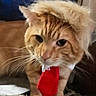 animal, carpet, cat, closeup, costume, cute, domestic_cat, eyes, feline, funny, fur, indoor, mischievous, orange_tabby, pet, portrait, standing, tie, whiskers, wig