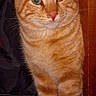 Chedder joined the competition — help win amazing prizes! alert, animal, carpet, cat, close_up, curious, cute, domestic_cat, ears, eyes, feline, fur, heterochromia, indoor, orange_tabby, pet, portrait, standing, whiskers, wooden_furniture