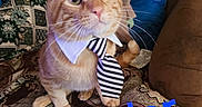 Chedder joined the competition — help win amazing prizes! animal, baby_yoda, cat, closeup, collar, cushion, cute, decor, domestic_cat, fabric, feline, indoor, orange_tabby, pattern, pet, plush, portrait, sofa, tie, whiskers