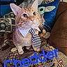 animal, baby_yoda, cat, closeup, collar, cushion, cute, decor, domestic_cat, fabric, feline, indoor, orange_tabby, pattern, pet, plush, portrait, sofa, tie, whiskers