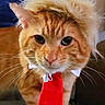 Chedder is registered to the contest to win money with this photo: accessory, animal, cat, closeup, costume, cute, domestic_cat, eyes, face, feline, funny, fur, headwear, indoor, orange_tabby, pet, portrait, tie, whiskers, wig