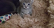 Puttytat joined the competition — help win amazing prizes! animal, blanket, cat, comfort, cozy, cute, domestic, family, feline, fur, indoor, kitten, mother_cat, pet, resting, sleepy, snuggling, soft, text_overlay, warm