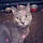 Puttytat