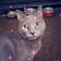 Puttytat