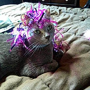 Puttytat joined the competition — help win amazing prizes! animal, bed, birthday, blanket, cat, celebration, cute, domestic_animal, ears, feline, fur, gray_cat, indoor, pet, pink, purple, relaxed, ribbons, text_overlay, whiskers