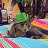 Puttytat joined the competition — help win amazing prizes! animal, bed, bottle, cat, celebration, colorful, cute, domestic, furniture, gray_cat, green_hat, hat, holiday, indoor, pet, resting, shelf, st_patricks_day, striped_bedspread, text_overlay