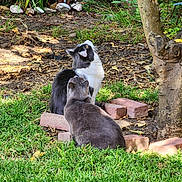 Little Ones is registered to the contest to win money with this photo: animals, bricks, cat, cats, curious, daylight, feline, fur, garden, grass, greenery, leaf, nature, outdoor, pets, plant, sitting, tree, trunk, two_animals