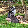 animals, bricks, cat, cats, curious, daylight, feline, fur, garden, grass, greenery, leaf, nature, outdoor, pets, plant, sitting, tree, trunk, two_animals