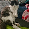 Little Ones joined the competition — help win amazing prizes! bed, blanket, cat, clothing, comfort, cozy, cute, domestic, feline, fluffy, fur, gray, indoor, paws, pet, relaxed, resting, sleepy, tail, white