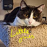 Little Ones joined the competition — help win amazing prizes! animal, bell, carpeted_cat_tree, cat, closeup, collar, cozy, cute, ears, feline, fur, gray_and_white, home, indoor, looking, pet, relaxed, resting, whiskers, yellow_eyes