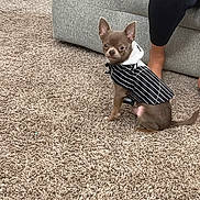 Chisguete joined the competition — help win amazing prizes! dog, small_dog, puppy, hoodie, clothing, carpet, indoor, couch, furniture, person, legs, black_pants, pet, cute, alert, sitting, canine, domestic_animal, cozy, home