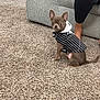dog, small_dog, puppy, hoodie, clothing, carpet, indoor, couch, furniture, person, legs, black_pants, pet, cute, alert, sitting, canine, domestic_animal, cozy, home
