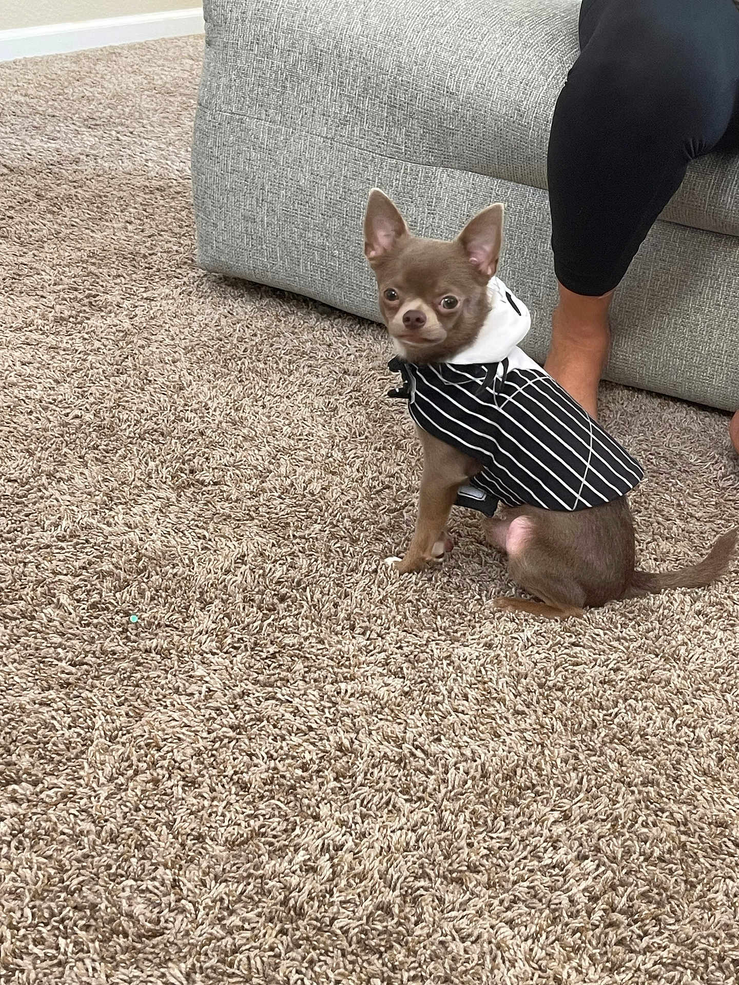 Chisguete joined the competition — help win amazing prizes! dog, small_dog, puppy, hoodie, clothing, carpet, indoor, couch, furniture, person, legs, black_pants, pet, cute, alert, sitting, canine, domestic_animal, cozy, home