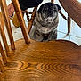 animal, black_pants, brown, calm, curious, dog, domestic, floor, furniture, home, indoor, legs, looking_up, one-eyed, pet, pug, seated, slippers, tile_floor, wooden_chair