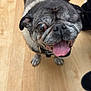animal, canine, close-up, collar, companion, cute, dog, domestic_animal, friendly, fur, hand, happy, indoor, one-eyed, pet, pug, scratching, smiling, tongue_out, wooden_floor