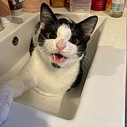 Chanceux participe au concours pour gagner de l'argent avec cette photo : cat, sink, bathroom, black_and_white, pet, animal, fur, whiskers, paw, mouth_open, curious, domestic, indoor, toiletries, bottle, tap, white_surface, cute, closeup, expression