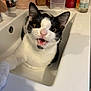 cat, sink, bathroom, black_and_white, pet, animal, fur, whiskers, paw, mouth_open, curious, domestic, indoor, toiletries, bottle, tap, white_surface, cute, closeup, expression