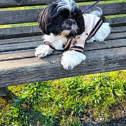 Niles is registered to the contest to win money with this photo: dog, small_dog, shih_tzu, black_and_white, long_hair, fluffy, sweater, striped_clothing, purple_leash, leash, park, bench, outdoor, grass, gravel, sunlight, pet, companion_animal, sitting, portrait