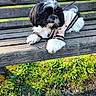 dog, small_dog, shih_tzu, black_and_white, long_hair, fluffy, sweater, striped_clothing, purple_leash, leash, park, bench, outdoor, grass, gravel, sunlight, pet, companion_animal, sitting, portrait