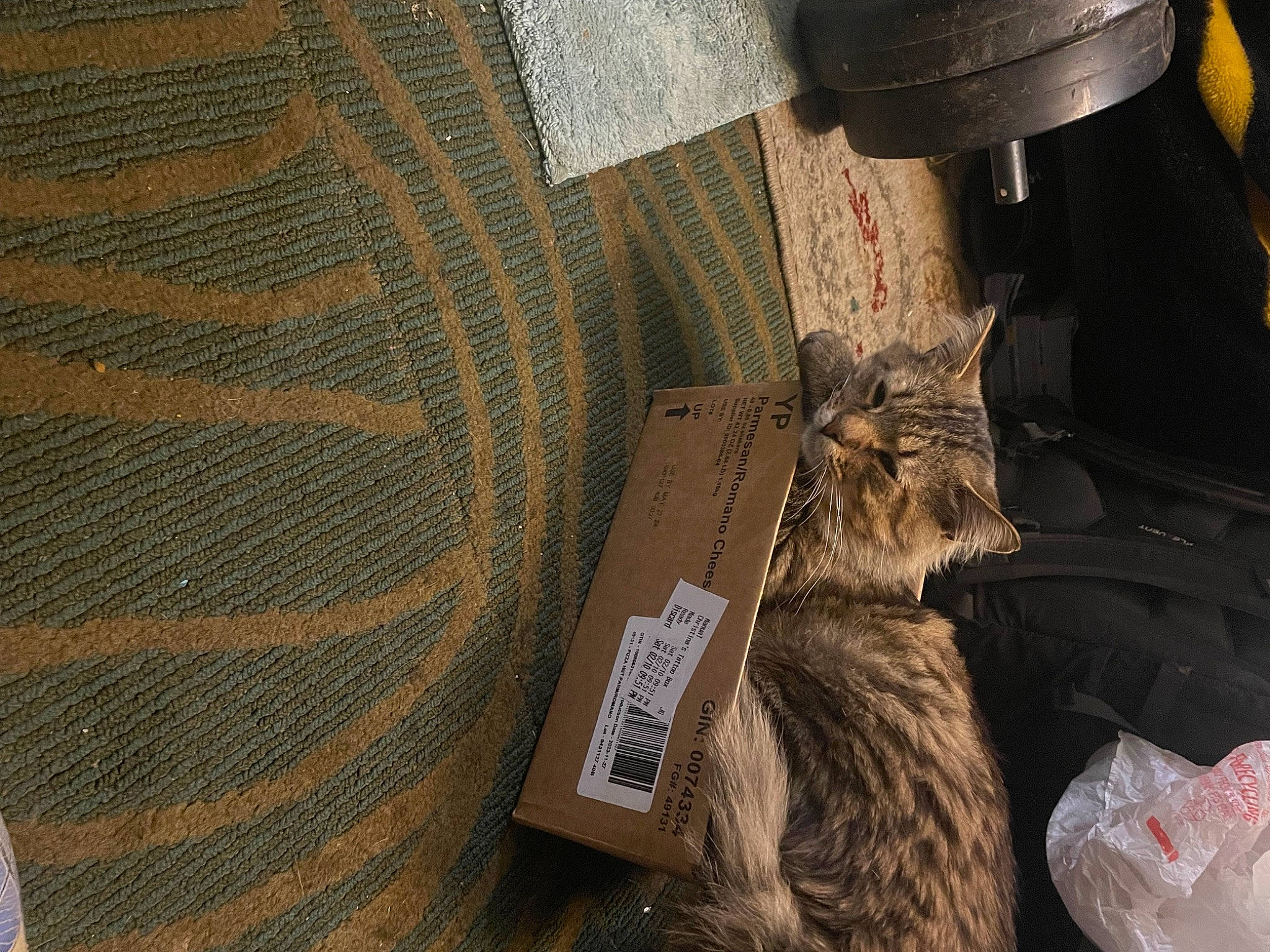 Squeaky is registered to the contest to win money with this photo: automotive_tire, boot, carnivore, cat, denim, domestic_short_haired_cat, felidae, flooring, fur, grey, hat, human_leg, sleeve, small_to_medium_sized_cats, tail, textile, thigh, whiskers, wood, wool