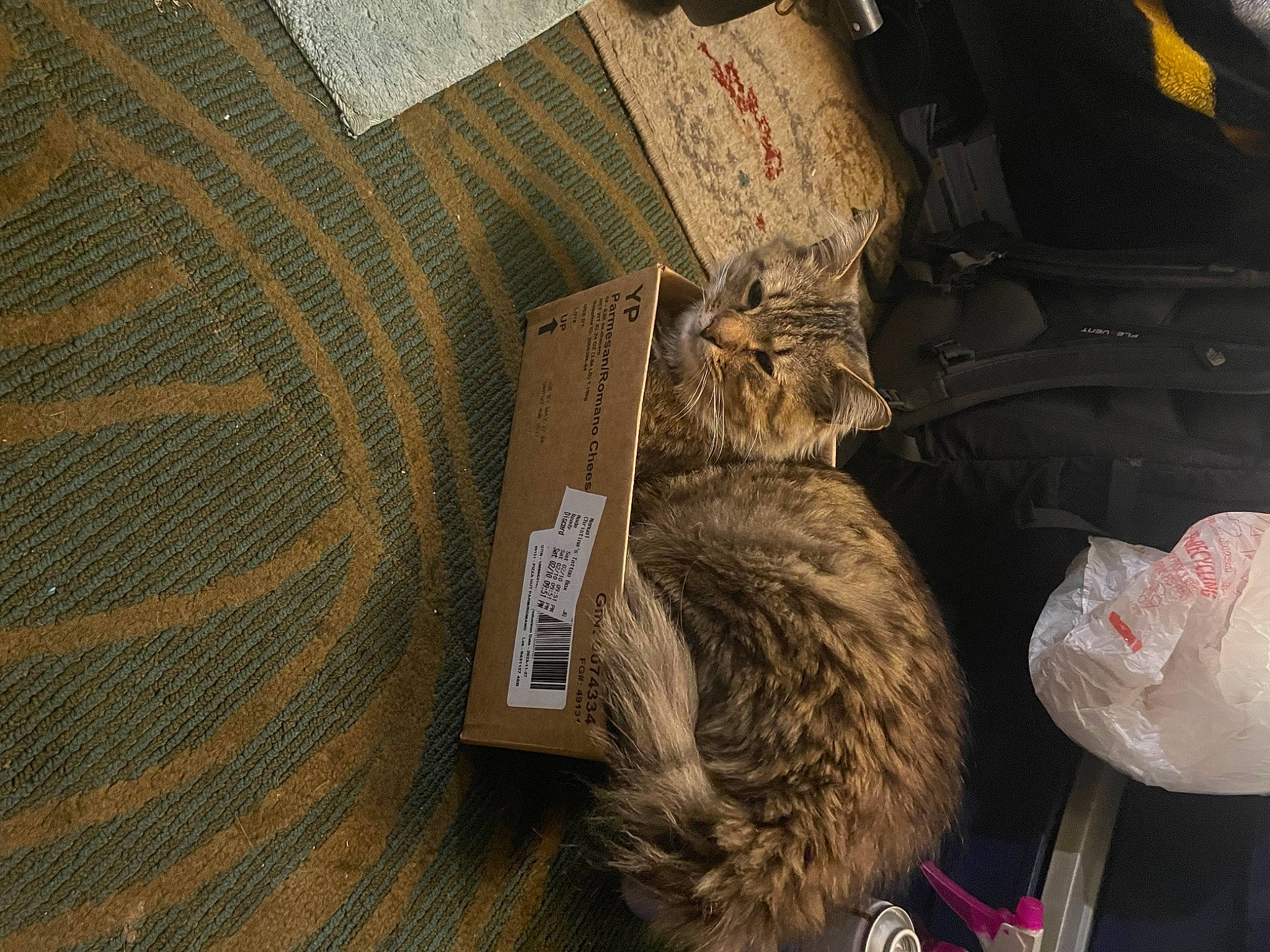 Squeaky is registered to the contest to win money with this photo: brown, cardboard, carnivore, cat, comfort, domestic_short_haired_cat, felidae, flooring, fur, grey, gunny_sack, hardwood, hat, pattern, small_to_medium_sized_cats, tail, terrestrial_animal, whiskers, wood