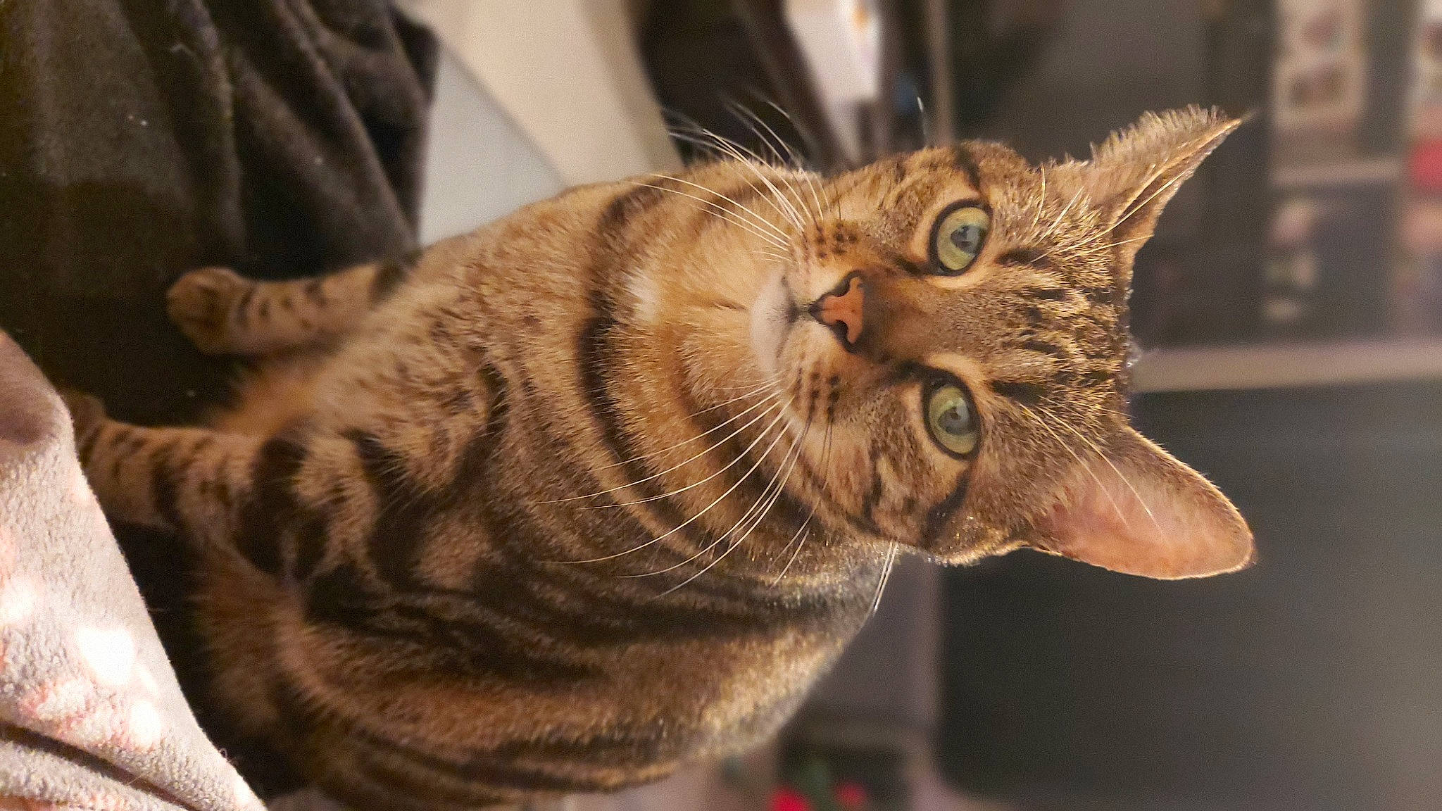 Bébé participe au concours pour gagner de l'argent avec cette photo : carnivore, cat, claw, domestic_short_haired_cat, ear, fang, felidae, fur, paw, small_to_medium_sized_cats, snout, tail, terrestrial_animal, whiskers, wildlife, window