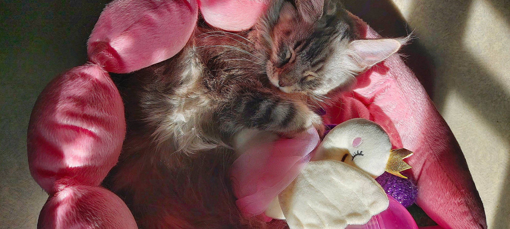 Tara participe au concours pour gagner de l'argent avec cette photo : canidae, carnivore, cat, claw, close_up, comfort, companion_dog, dog_breed, domestic_short_haired_cat, ear, fawn, felidae, fur, lap, liver, paw, pink, small_to_medium_sized_cats, snout, whiskers