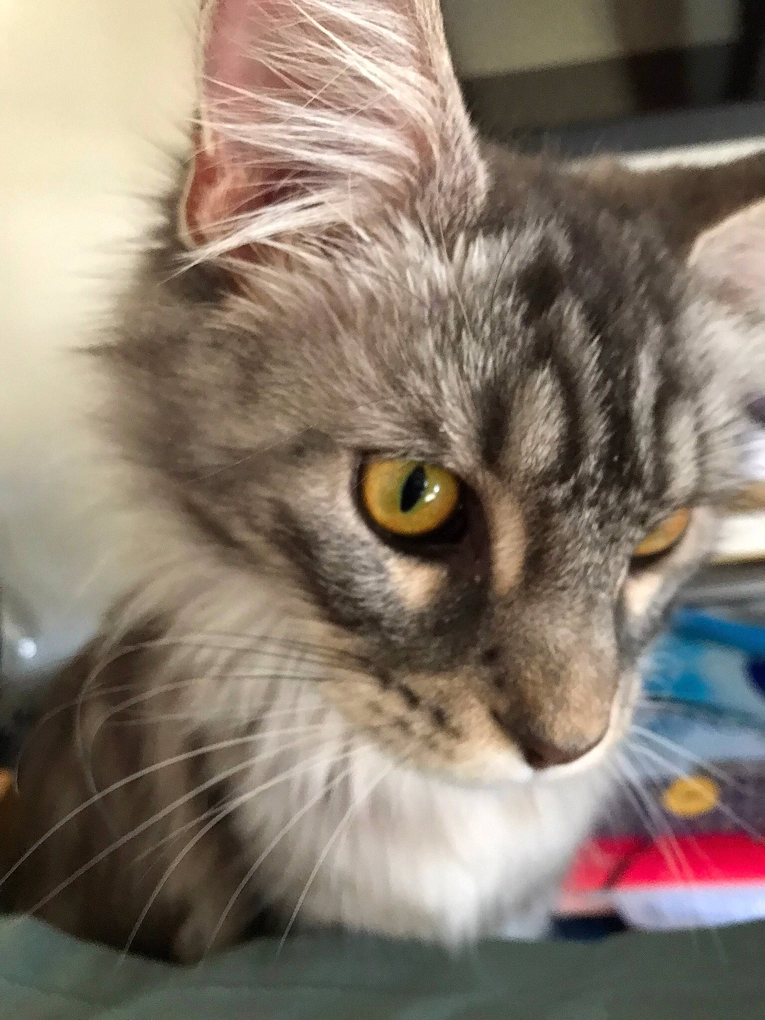 Tara participe au concours pour gagner de l'argent avec cette photo : box, carnivore, cat, computer_monitor, domestic_short_haired_cat, felidae, fur, plant, small_to_medium_sized_cats, snout, terrestrial_animal, whiskers, wildlife, window