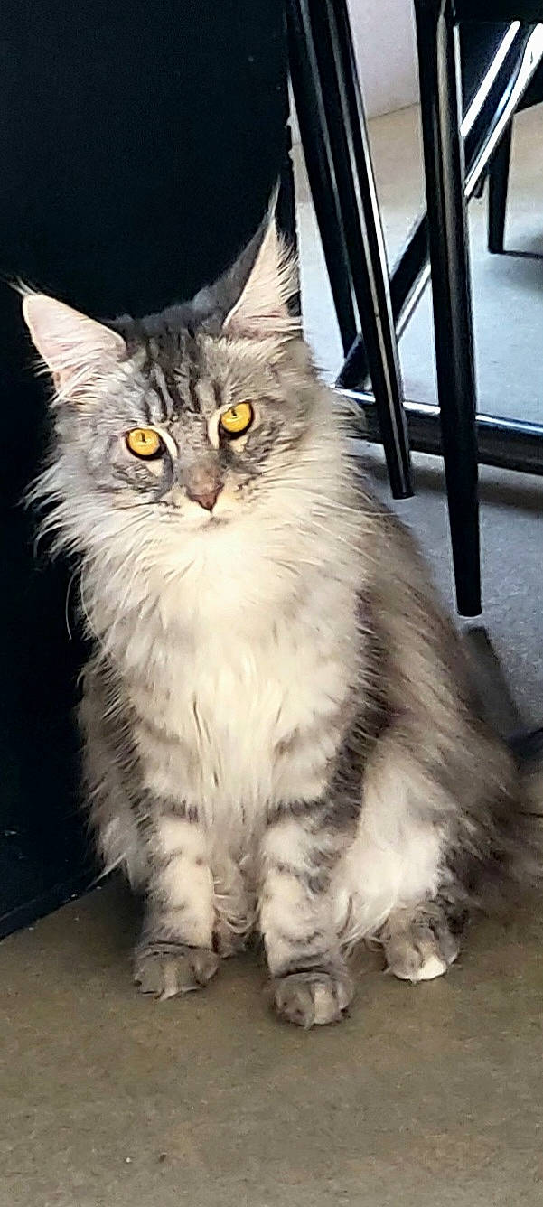 Tara a rejoint le concours — aidez-le/la à gagner de superbes lots ! carnivore, cat, claw, domestic_short_haired_cat, felidae, fur, maine_coon, paw, small_to_medium_sized_cats, snout, tail, terrestrial_animal, whiskers