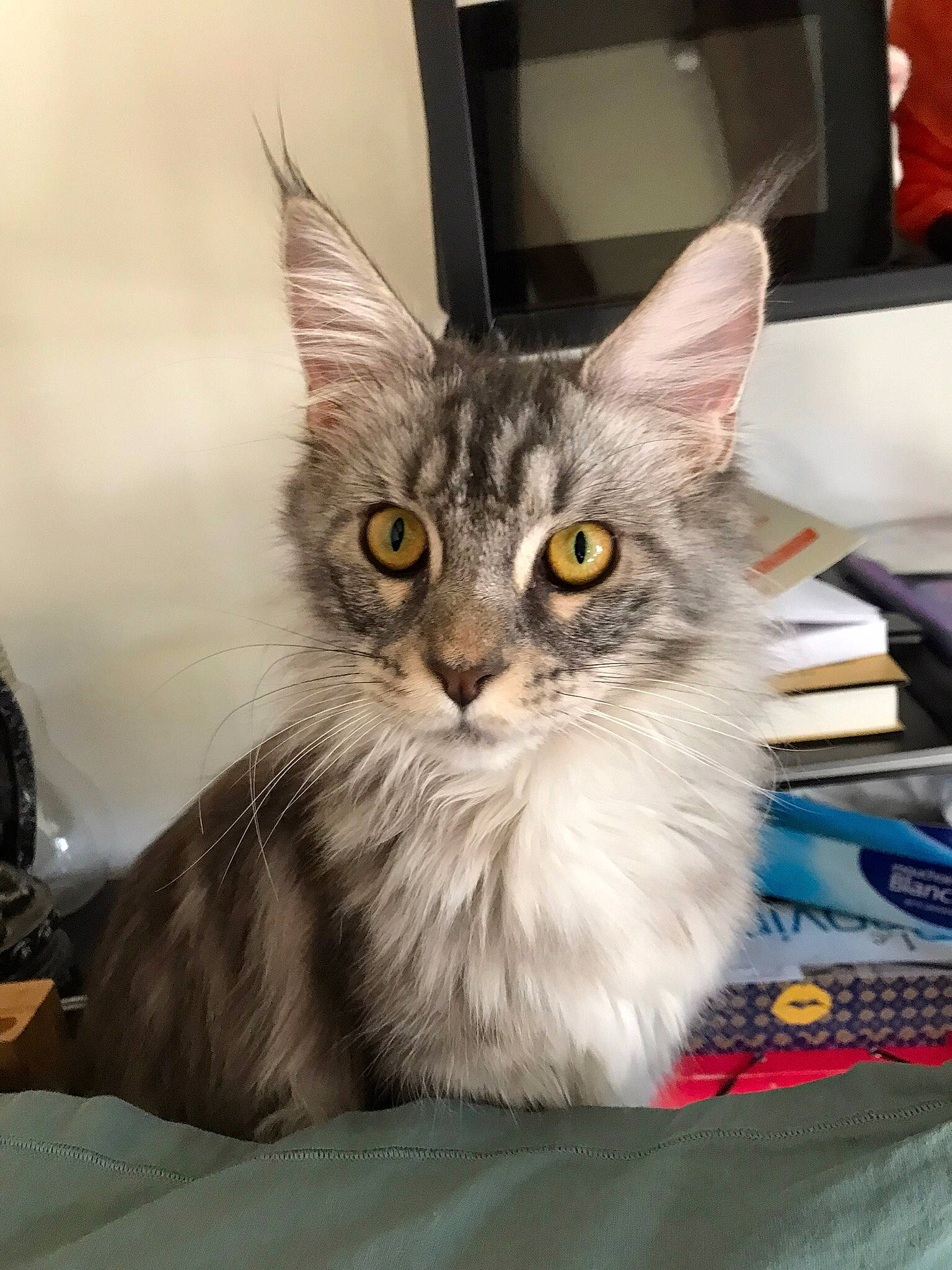 Tara participe au concours pour gagner de l'argent avec cette photo : box, carnivore, cat, domestic_short_haired_cat, felidae, fur, paw, small_to_medium_sized_cats, snout, whiskers