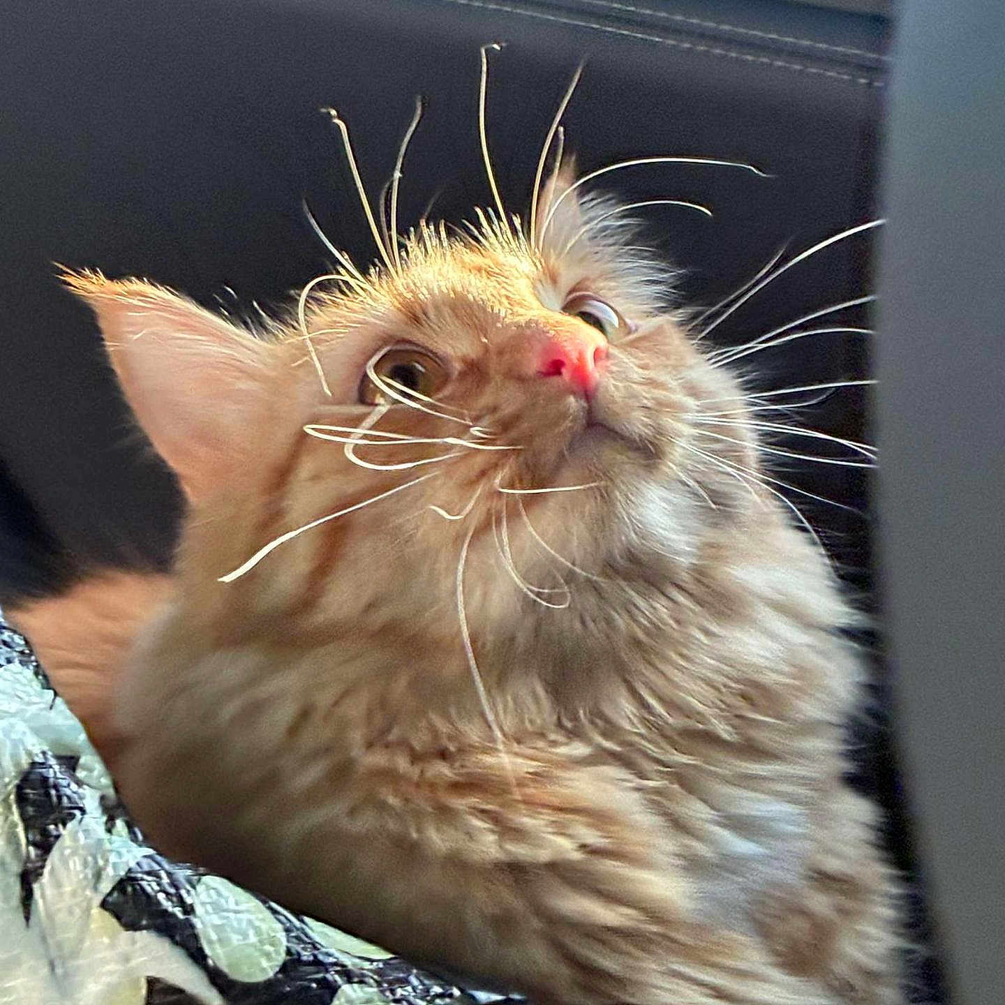 Pikachu joined the competition — help win amazing prizes! alert, animal, background_blur, cat, close_up, curious, cute, domestic_cat, feline, fluffy, fur, indoor, looking_up, orange_tabby, patterned_fabric, pet, pink_nose, portrait, soft_fur, whiskers