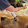 arm, blanket, casual, cat, close_up, comfort, companion, couch, dog, domestic_animal, fur, golden_brown_dog, hand, indoor, person, pet, relaxing, resting, soft_texture, tabby_cat