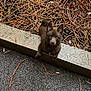 puppy, dog, brown_fur, outdoor, concrete, pine_needles, ground, curious, pet, young_dog, small_dog, nature, animal, close_up, looking_up, ears_up, daylight, cute, playful, walking_area