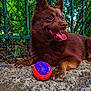 Tommy a rejoint le concours — aidez-le/la à gagner de superbes lots ! dog, brown_dog, toy_ball, outdoor, rock, fence, greenery, tongue_out, happy, pet, animal, playful, nature, paw, close_up, daylight, canine, fur, tongue, resting