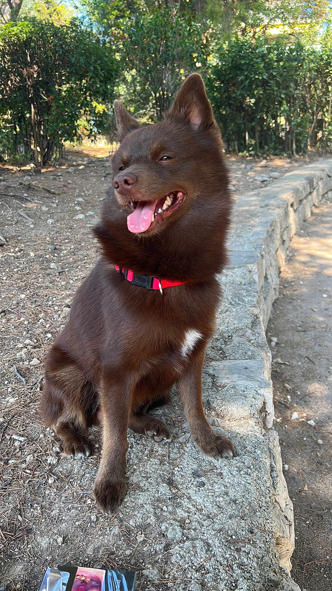 Tommy a rejoint le concours — aidez-le/la à gagner de superbes lots ! dog, brown_dog, outdoor, nature, tree, stone, collar, tongue_out, happy, pet, animal, canine, sitting, sunlight, forest, smiling, fur, ears, daylight, path
