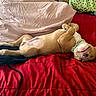 Bacon is registered to the contest to win money with this photo: dog, bed, blanket, pillow, red_bedspread, sleeping, relaxed, canine, pet, indoor, resting, fur, collar, cute, animal, cozy, laid_back, smiling, domestic_animal, comfortable
