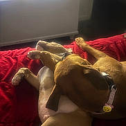 Bacon is registered to the contest to win money with this photo: animal, bed, brown_dog, collar, companion, cozy, cuddle, dog, dogs, fur, indoor, paw, pet, red_blanket, relaxation, resting, sleeping, smiley_face, white_dog, window_light